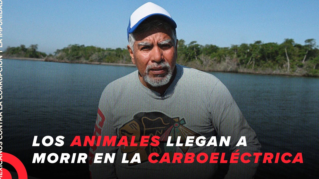 Los animales vienen a morir aquí a la termoeléctrica Plutarco Elías Calles