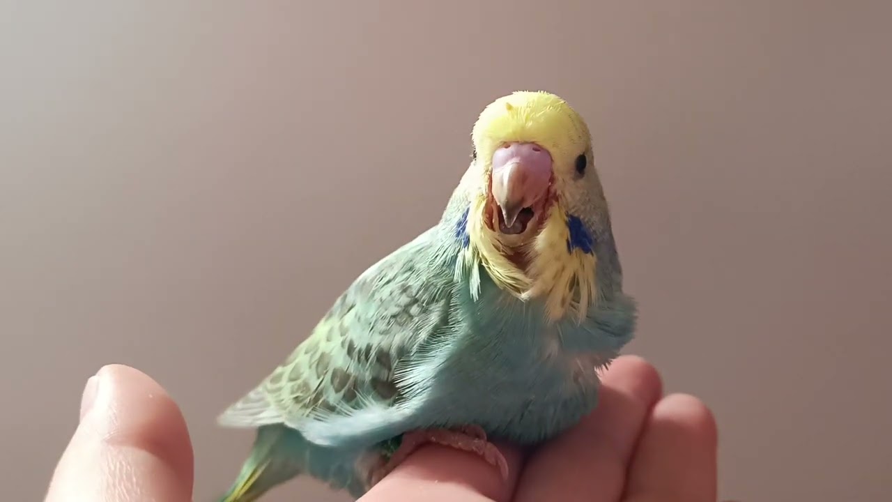 Pepík, Pepíček - výuka mluvení andulky