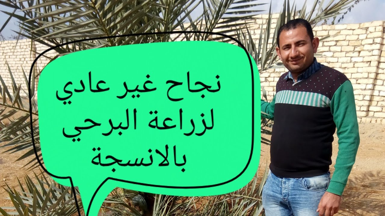 أنسجة النخيل البرحي بعد مرور عامين من الزراعة؟