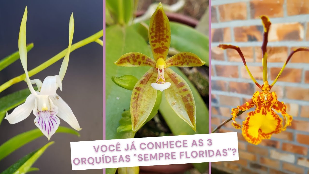 Quer orquídeas SEMPRE FLORIDAS?