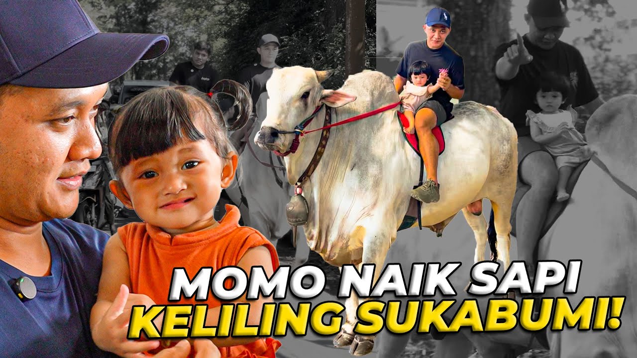 APAKAH MOMO ANAKNYA MAS HERMAWAN BERANI NAIK SAPI JUMBO YANG SUPER BESAR