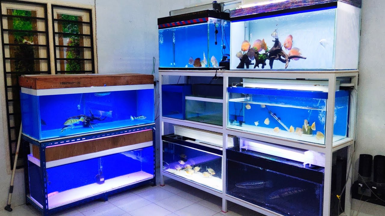 Penataan Aquarium Pada Rak Besi Holo 3 Tingkat (part 2)