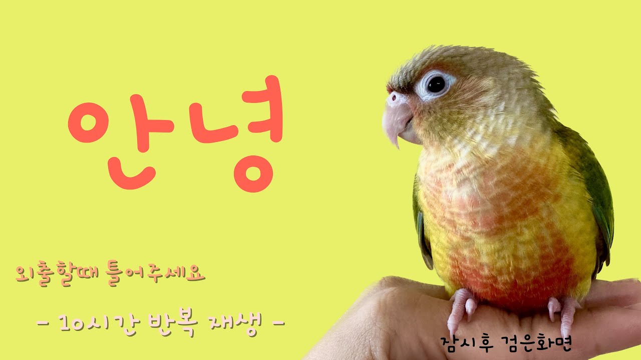 앵무새 말가르치기 안녕 ! 10시간 반복 훈련