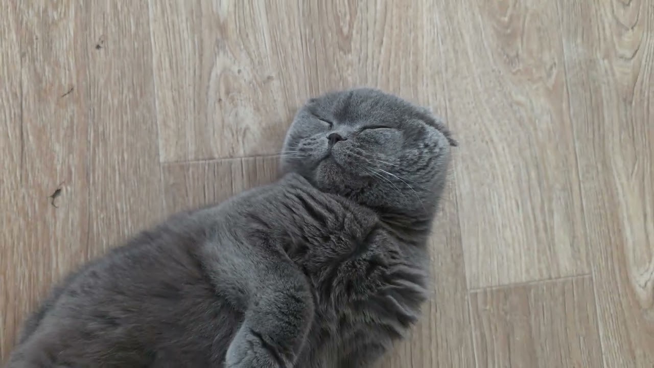 Cat#relax#prank#shorts