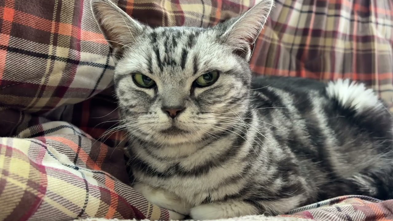 コタツ布団を敷布団にして暖まっている猫のクレアさん