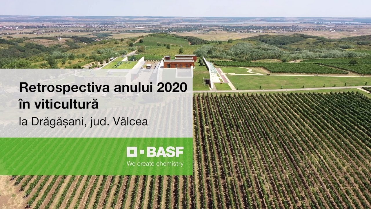 Viticultura în 2020: retrospectiva Cramei Avincis