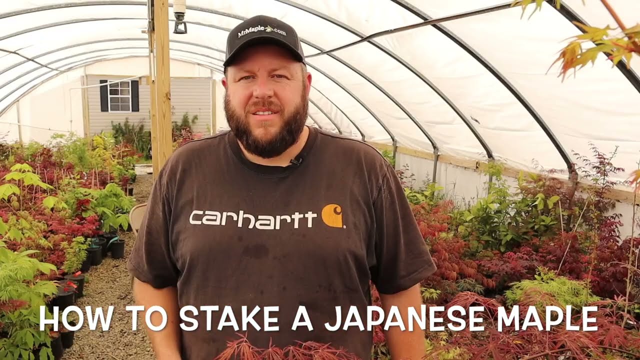 How To Stake A Japanese Maple - JAPANESE MAPLES
