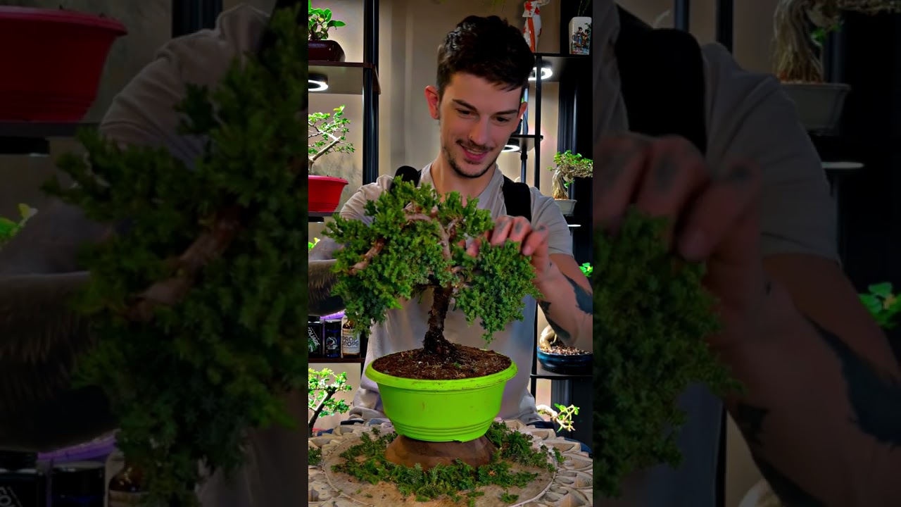 procumbens juniper styling