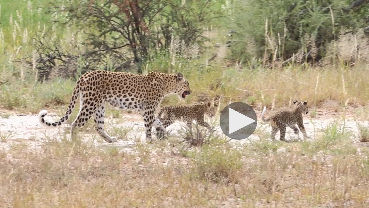 Video: Leopard and cubs walking
