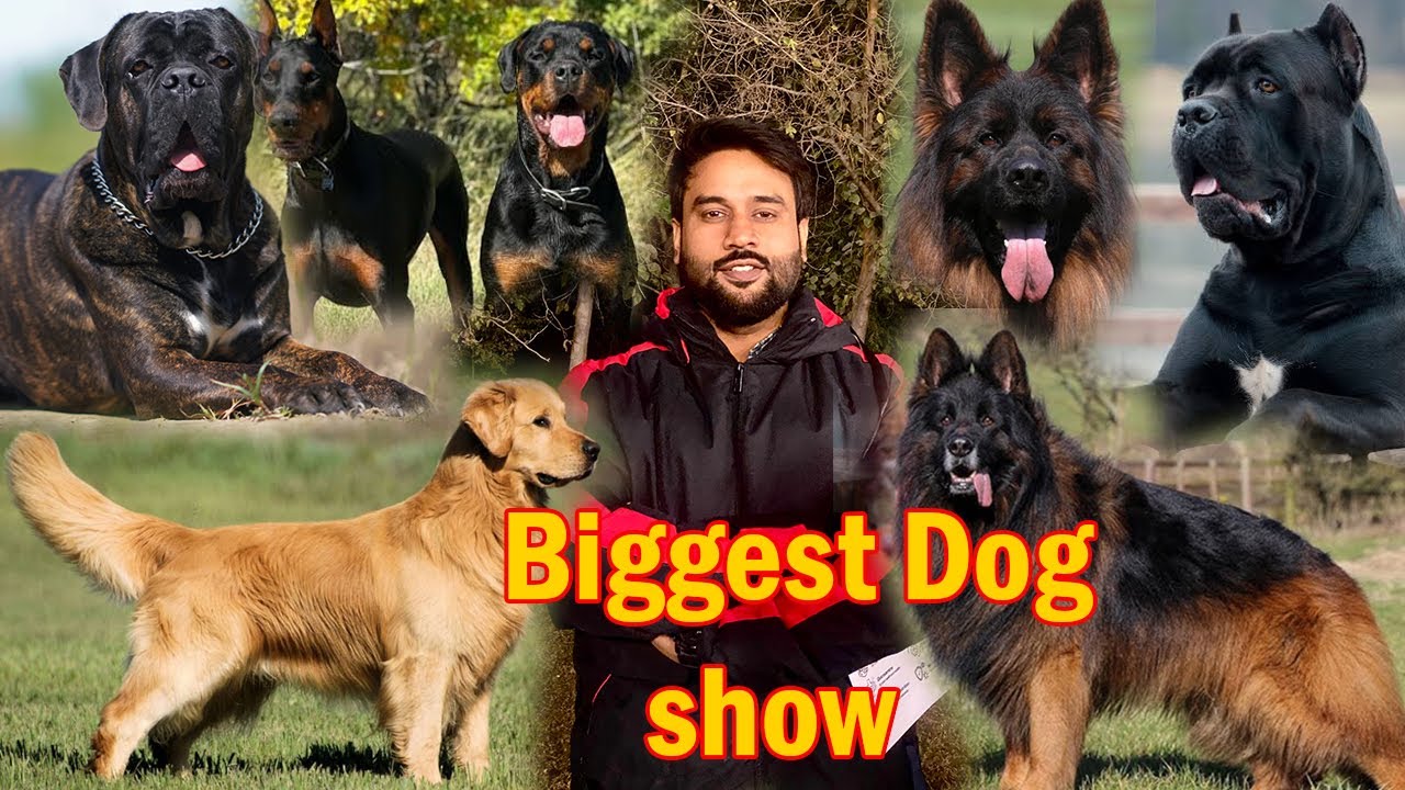 Pku All Breed Dog Show Lahore 2025 | Dog Show 2026 Pakistan | Rare Dogs Breeds | Bunty Sonu Vlogs