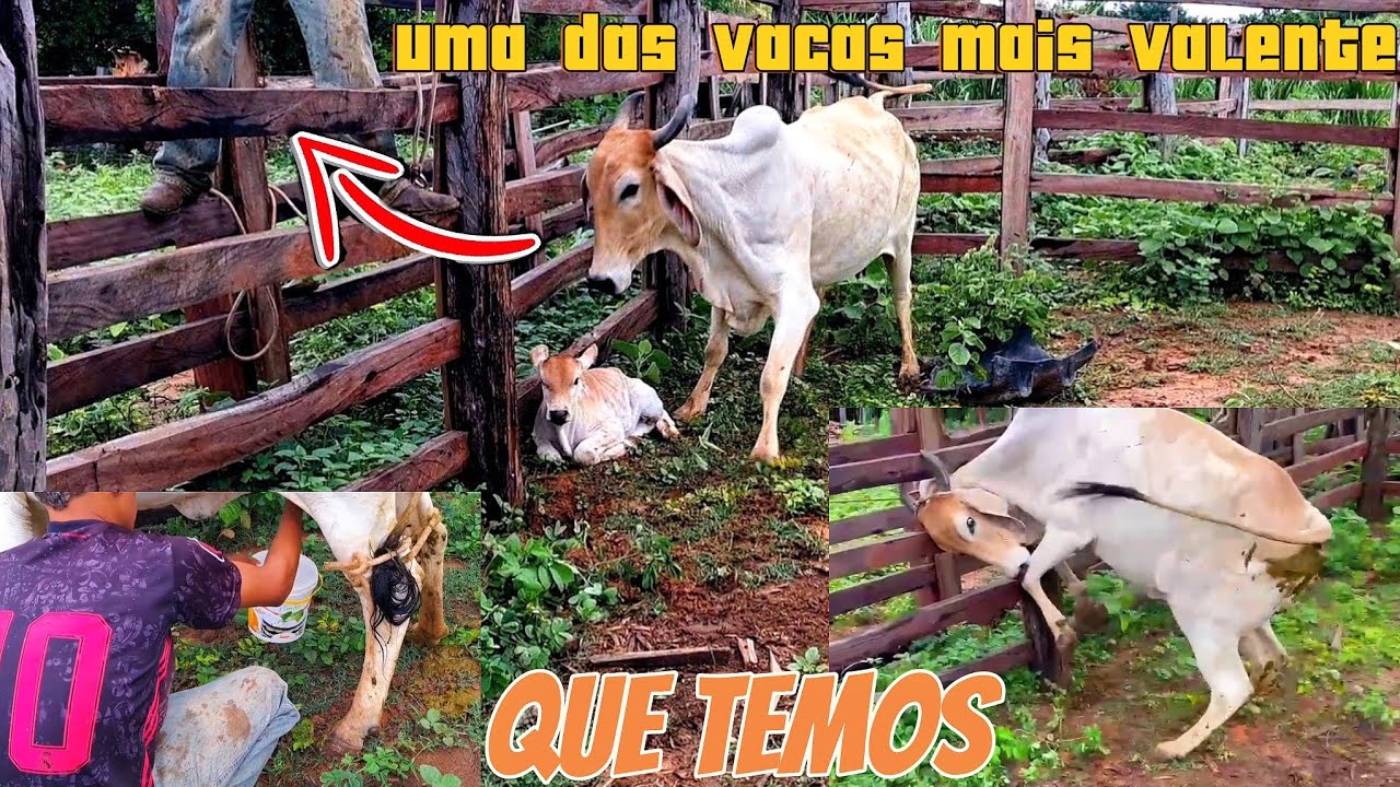tirando leite de vaca braba e curando bezerro