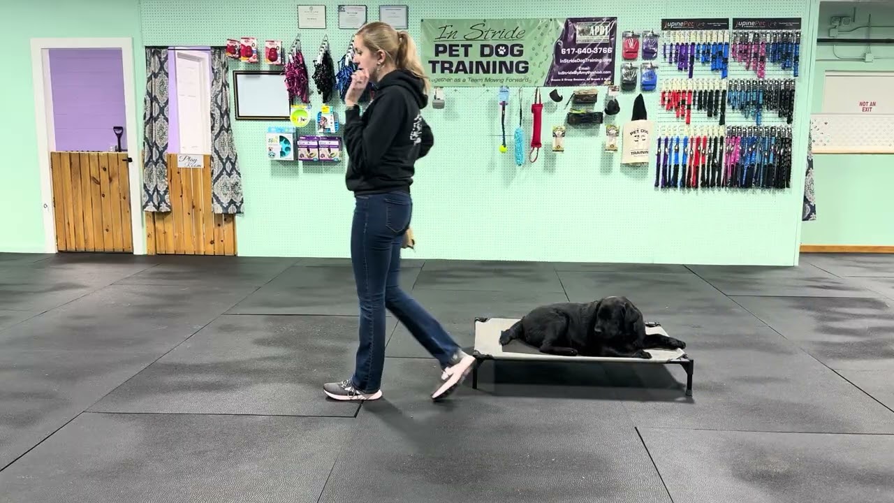 Bodie - Ways to Help Refine your Skills: Stay Cue on a Cot. 