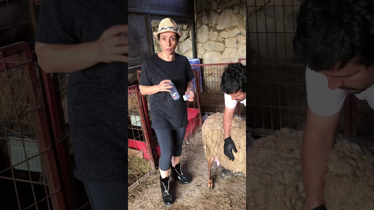 Meme başı asimetrisi