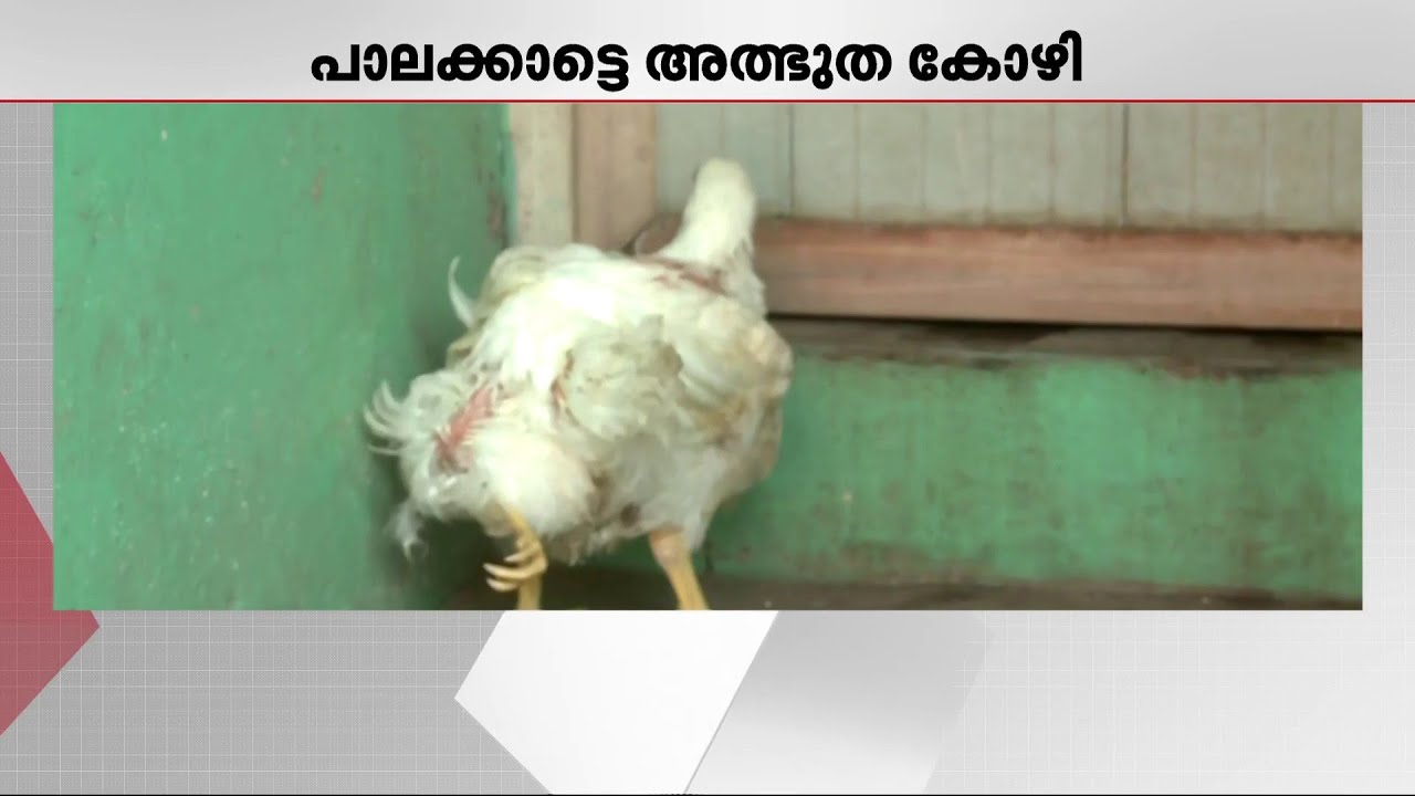 എത്ര രൂപതന്നാലും വില്‍ക്കില്ലന്ന് ഉടമകള്‍: അത്ഭുതമായി പാലക്കാട്ടെ നാല് കാലുള്ള കോഴി | Chicken