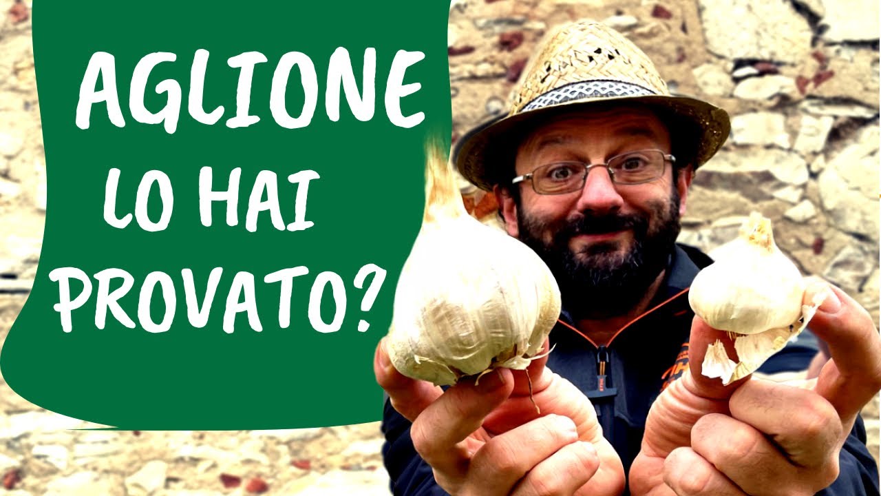 Coltivare AGLIONE e AGLIO nell'ORTO