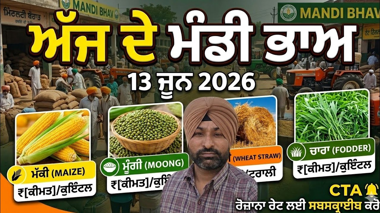 maize price today makki price  Punjab #maizeprice​ #tudi #chara​  #farming​ #agriculture​ #corn​ 