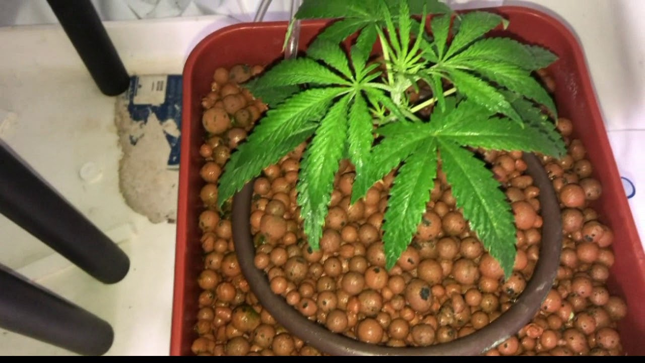 The OC Homegrown Super Skunk Grow Journal EP5