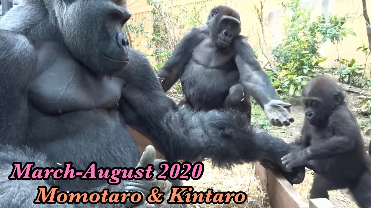 2児の父モモタロウ！育メンへの道 7⭐️ゴリラ Gorilla【京都市動物園】The road to becoming a good father 7