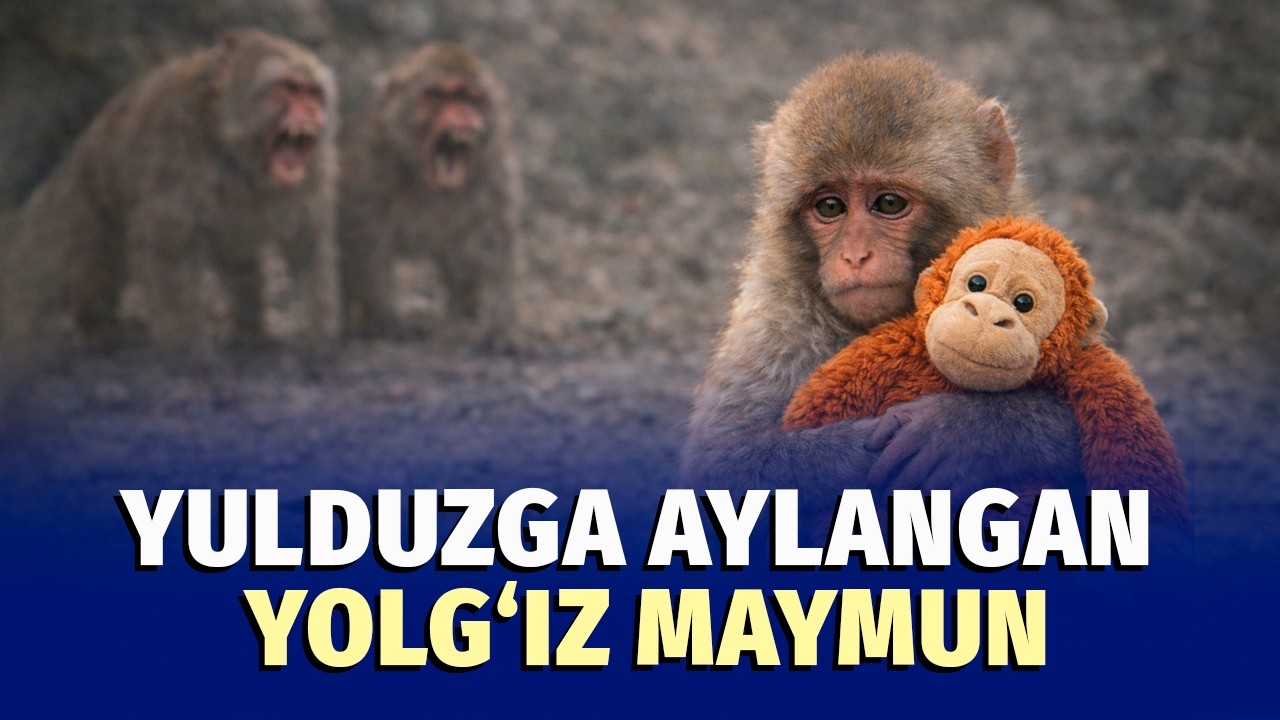 Yolg‘izlikni xushlamaydigan mitti makaka hikoyasi