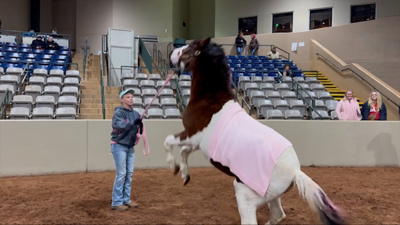 SOUTHERN EQUINE EXPO   CHINCOTEAGUE DEMO