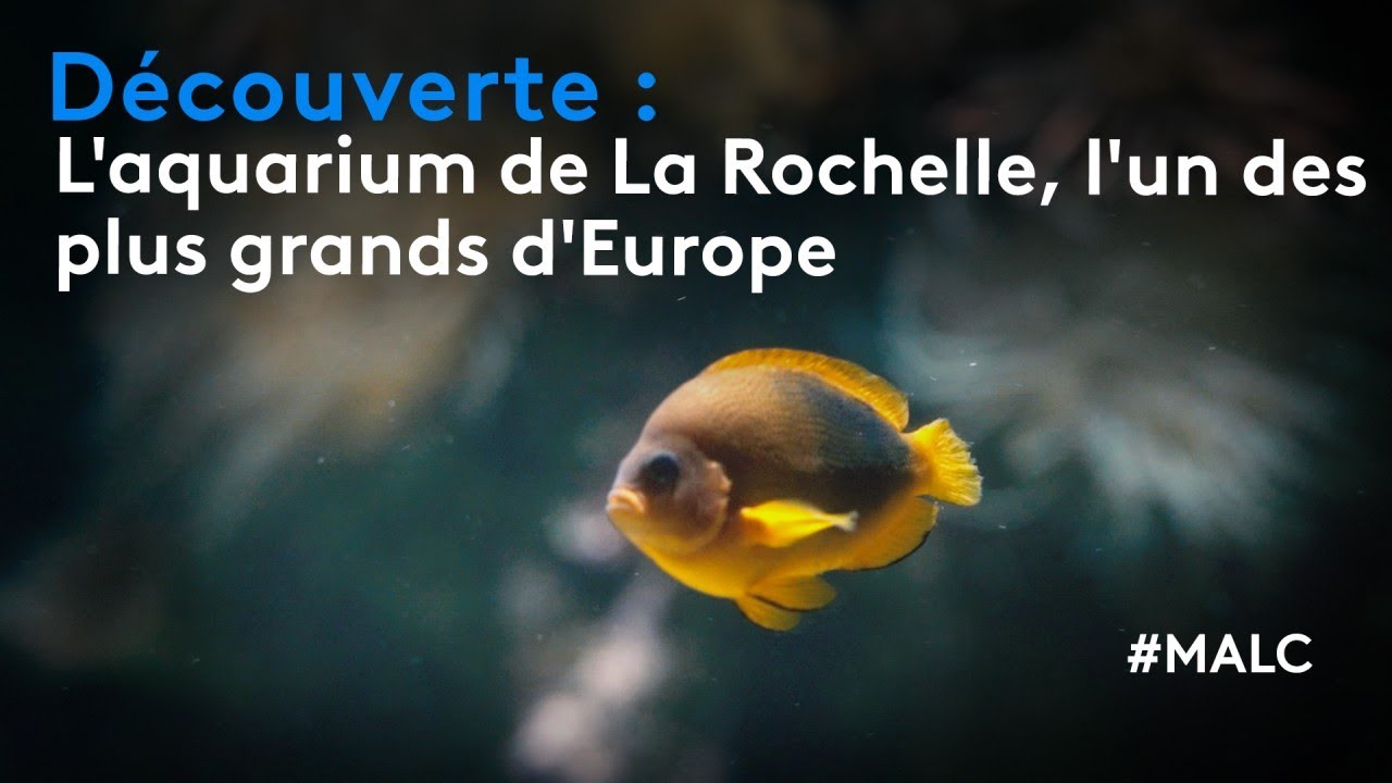 Découverte : l'aquarium de La Rochelle, l'un des plus grands d'Europe