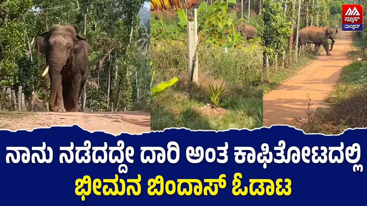 Elephant | ನಾನು ನಡೆದದ್ದೇ ದಾರಿ ಅಂತ ಕಾಫಿತೋಟದಲ್ಲಿ ಭೀಮನ ಬಿಂದಾಸ್ ಓಡಾಟ | NEWS MALNAD