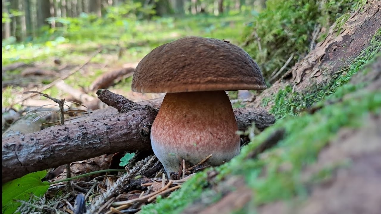 Nejlepší letošní houbaření! Vzácný hřib horský, hřib Moserův a další houby. Houbaření 23.6. 2024