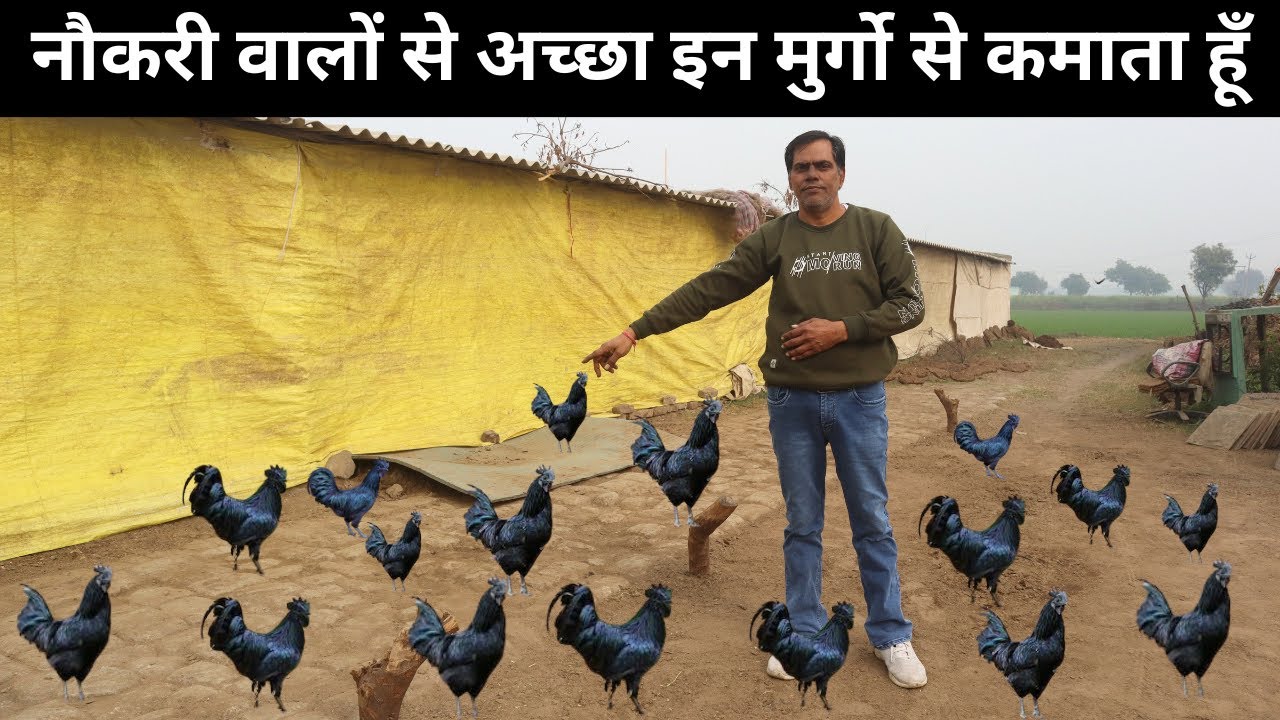 Job छोड़ 6 साल से सफलतापूर्वक कर रहे कड़कनाथ मुर्गा पालन