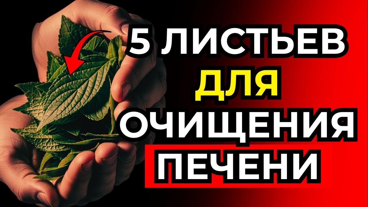 Эти 5 листьев помогают печени очищаться и уменьшают жир в печени