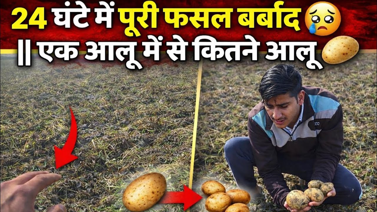 आलू किसानों के लिए Alert 🚨 | आल मारने की स्प्रे || 24 घंटे में पूरी फसल बर्बाद