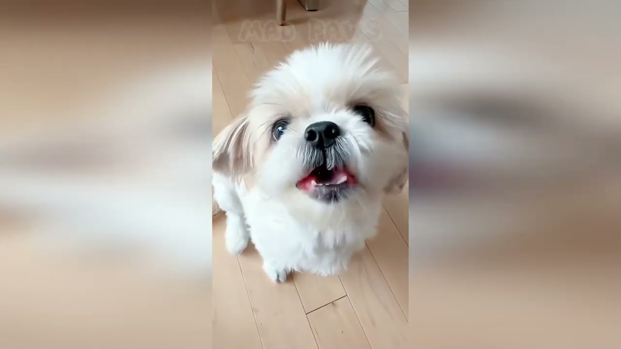 🖕🐕 STREET CODE: Try Not To Laugh (Funny Dog Compilation 2026) 🔫😂