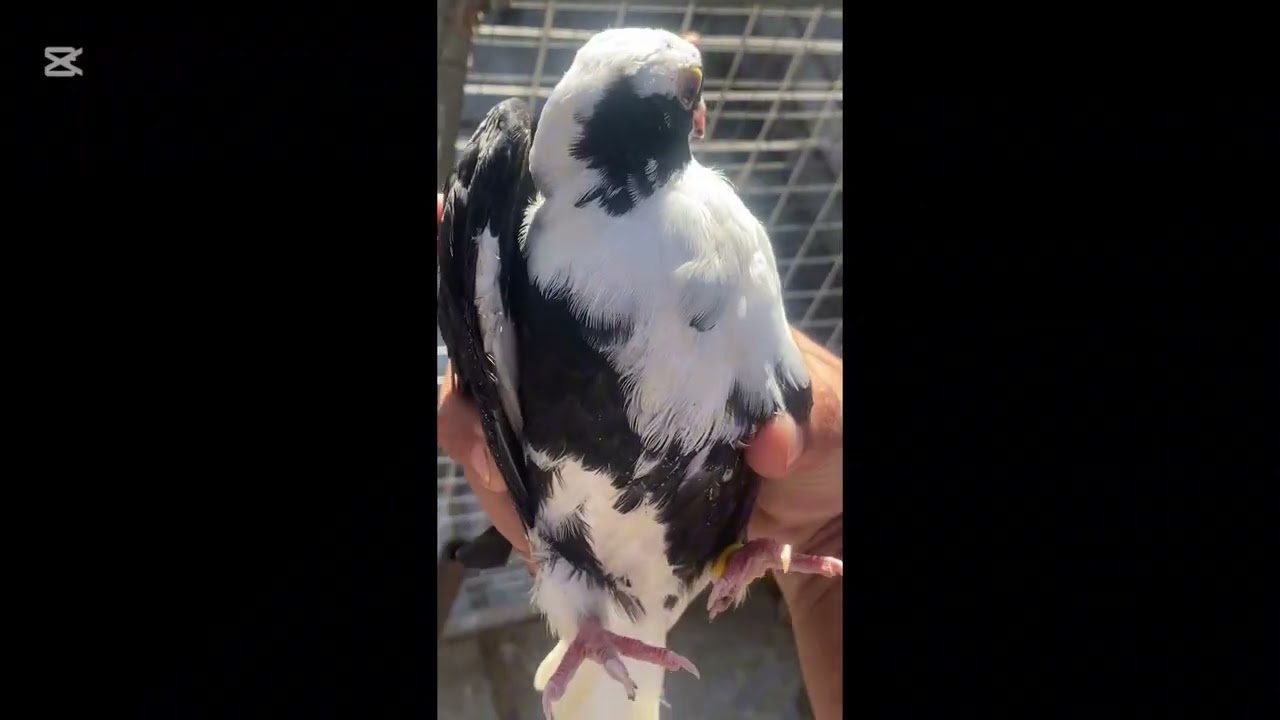 عدنه صيد 9🩶😝 ومطيار الحمر واخر ترتيبات الصطح 😁