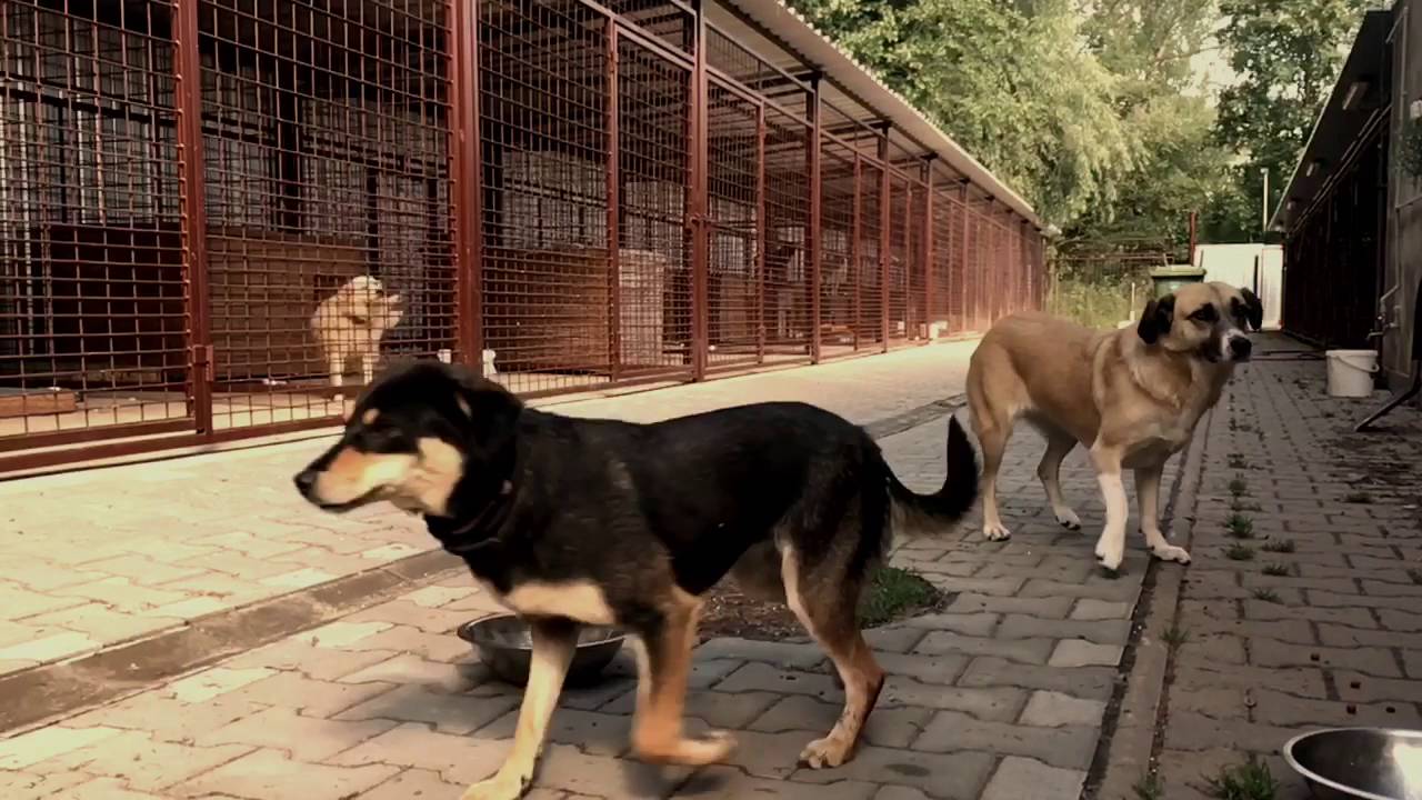 Nekupuj Adoptuj