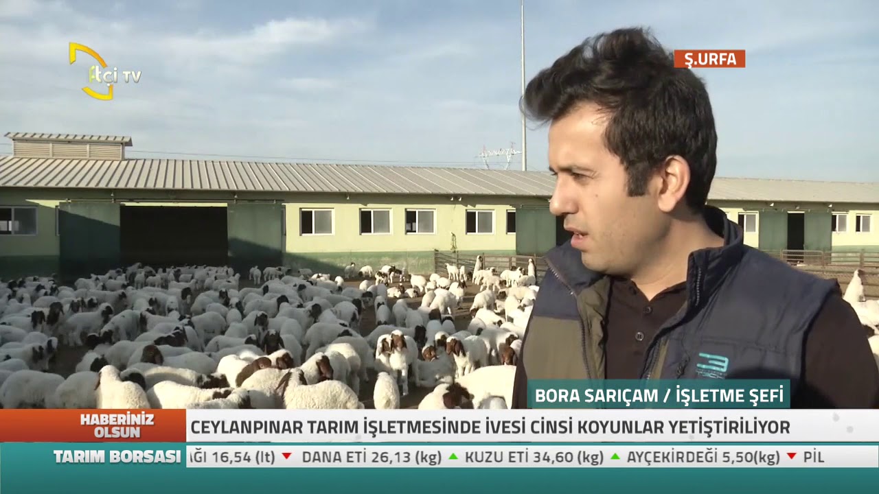 Haberiniz Olsun - Ceylanpınar Tarım İşletmesinde İvesi Cinsi Koyunlar Yetiştiriliyor...