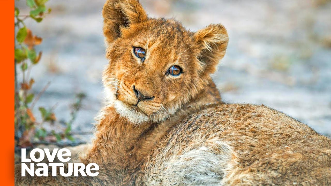 Lost Lion Cub 
