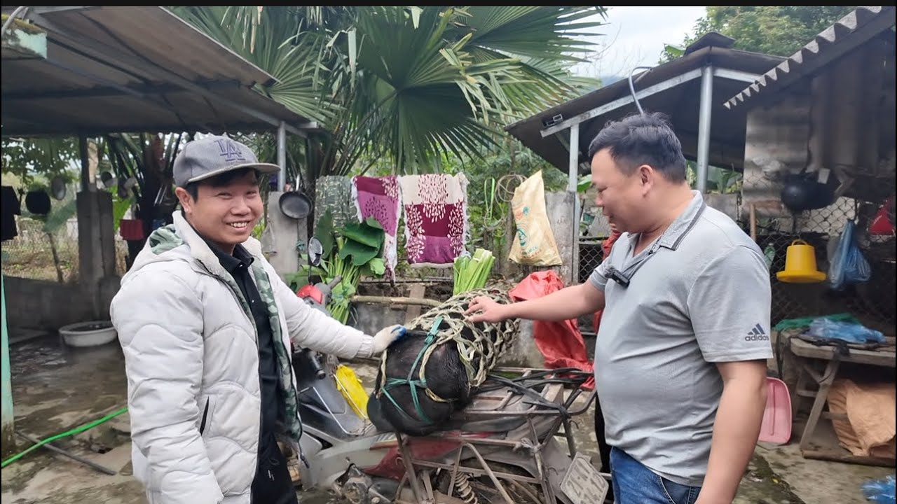 vào bản ăn tết tất niên.tranh thủ giúp vợ chặt ngô cho ngựa và những câu chuyện tuổi thơ @GÁIBẢN 