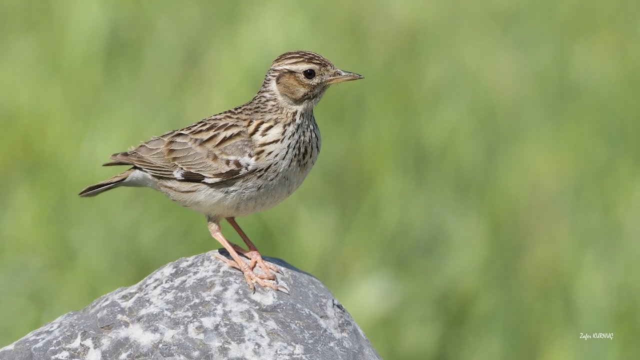 Orman toygarı [ Woodlark » Lullula arborea ]