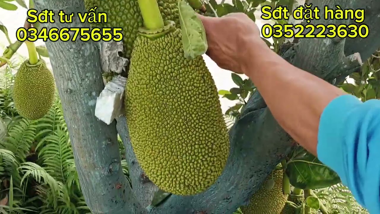 Chia sẻ cách xịt phân hữu cơ kích bông lớn trái bán tháng 2.3 nha cả nhà 