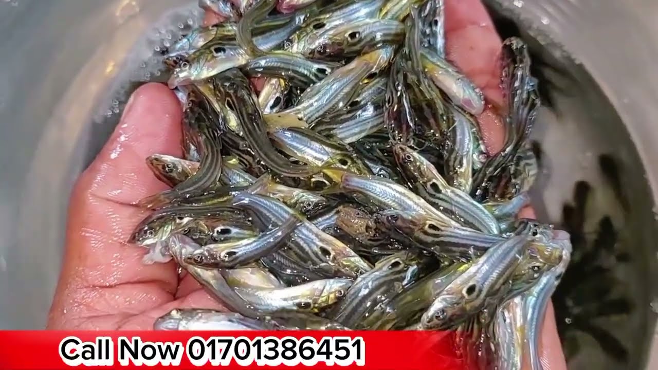 অরিজিনাল দেশি টেংরা মাছের পোনা যা ৪ থেকে ৫ মাস চাষ করে বাজারজাত করতে পারবে বিস্তারিত ☎️01701386451#.