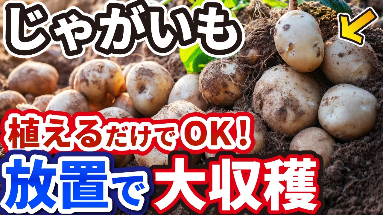 植えたら放置でOK！初心者でも失敗しないジャガイモ栽培