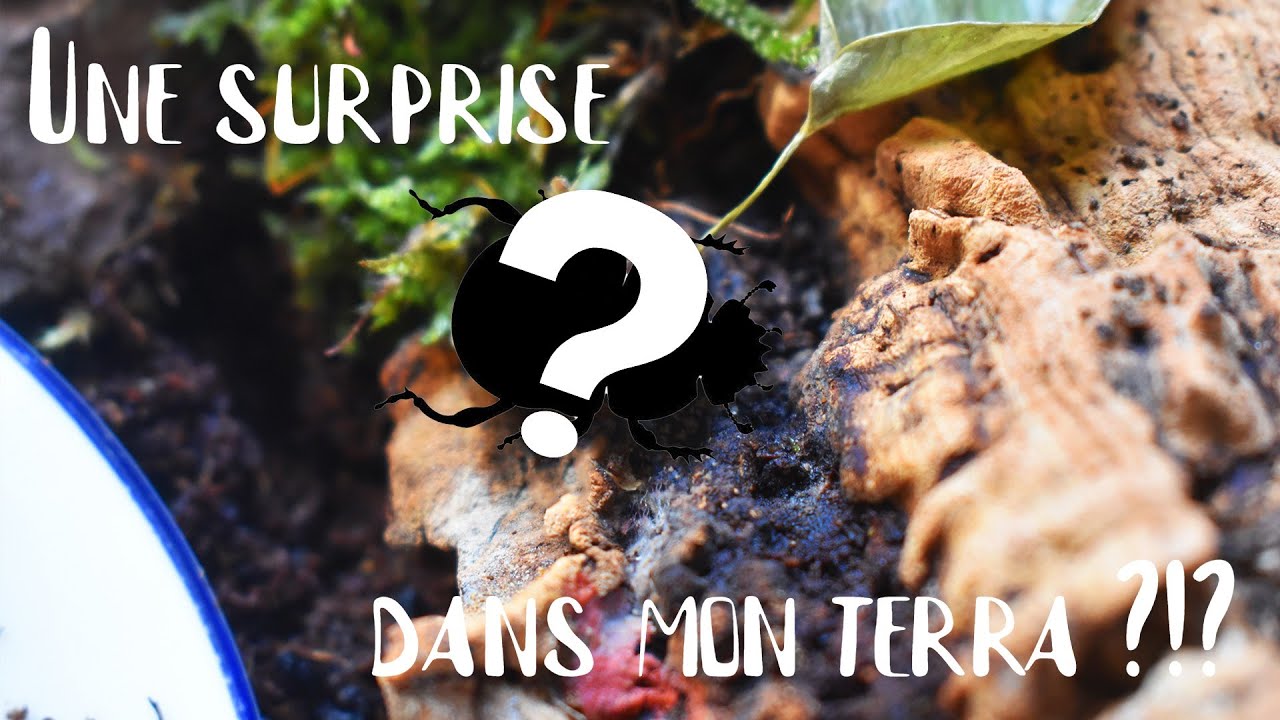 UNE SURPRISE DANS MON TERRA ?!? - Découverte pachnoda marginata