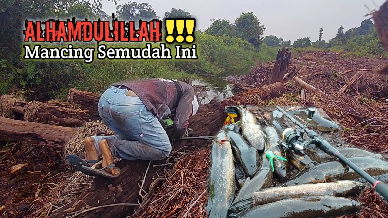 GILA !!! SEPERTI MANCING DI KOLAM LIAR SAAT CASTING IKAN GABUS KETEMU SARANGNYA #AS-225