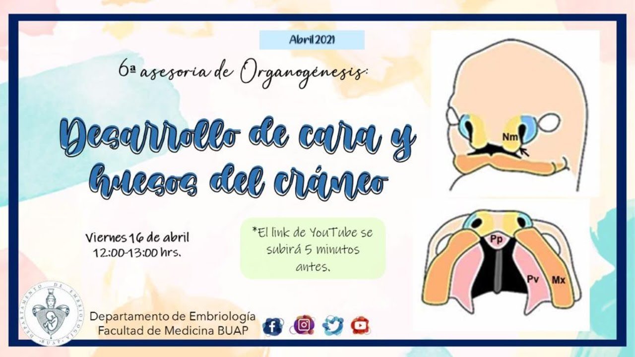 Desarrollo de Cara y los Huesos del Cráneo I Laboratorio de Embriología BUAP