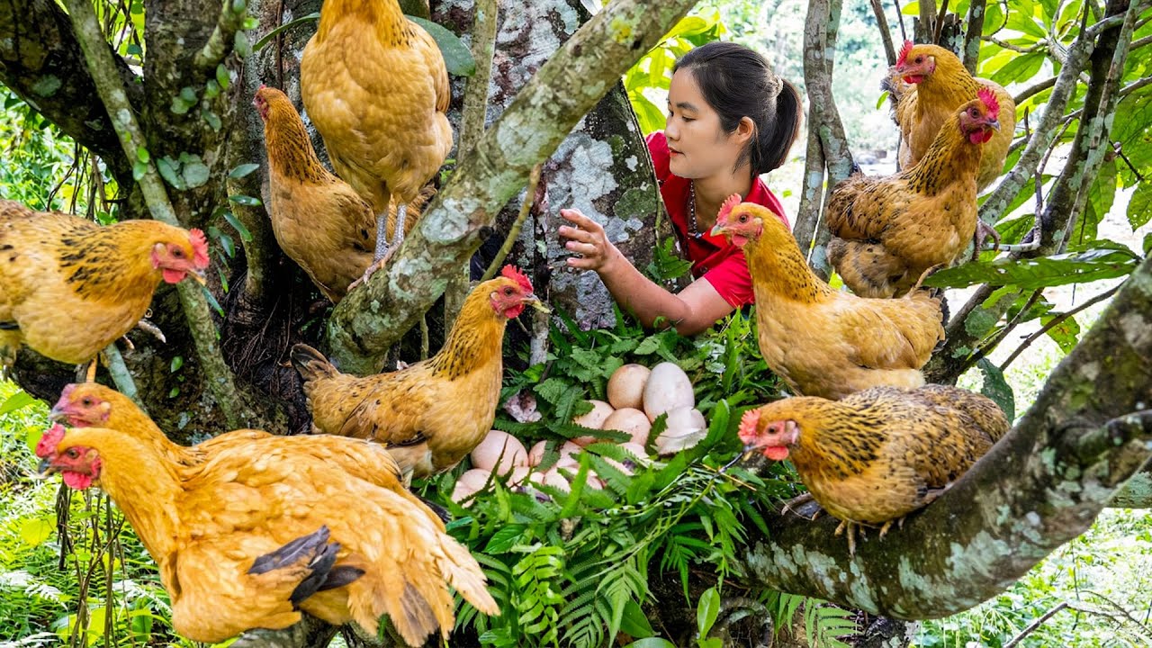 Harvesting A Lot Of Chickens on Tree, Duck Eggs - Bring them to countryside market to sell