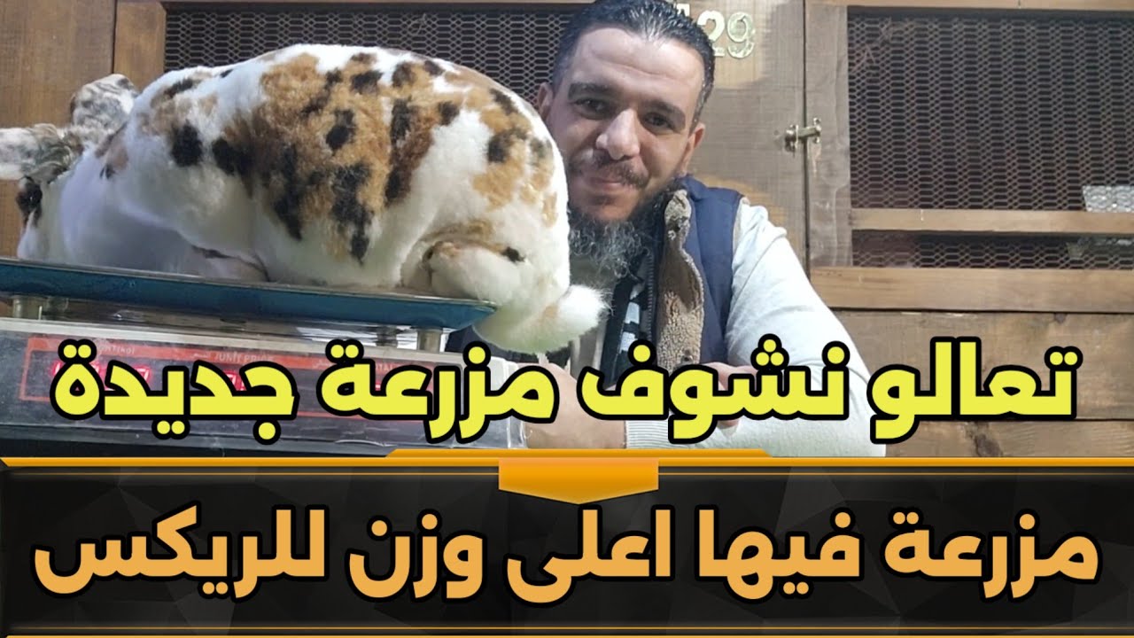 مزرعة الرحمة اعلى وزن تخطى ال5k,لسلالة الRex البيور في الوطن العربي التنافس الشريف🏆🥇في الارانب