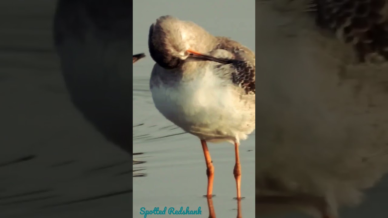 Spotted Redshank #shorts