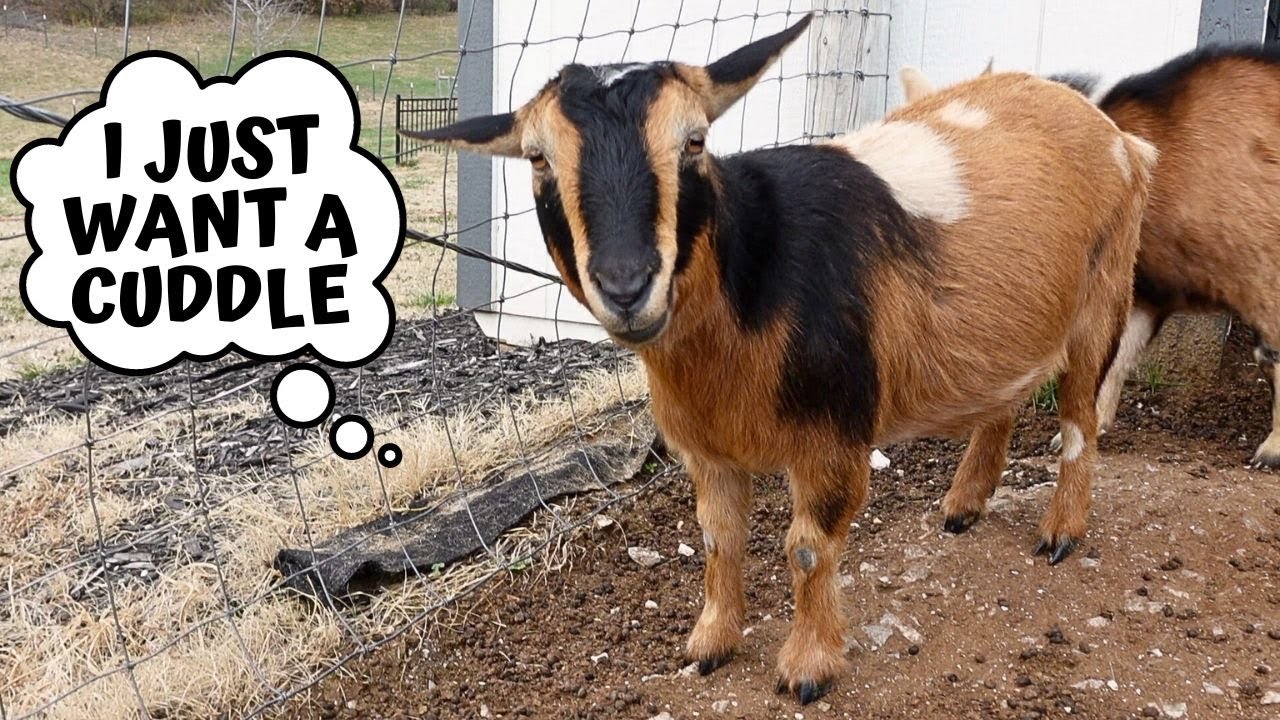 SNUGGLIEST GOAT IN THE WORLD?!?