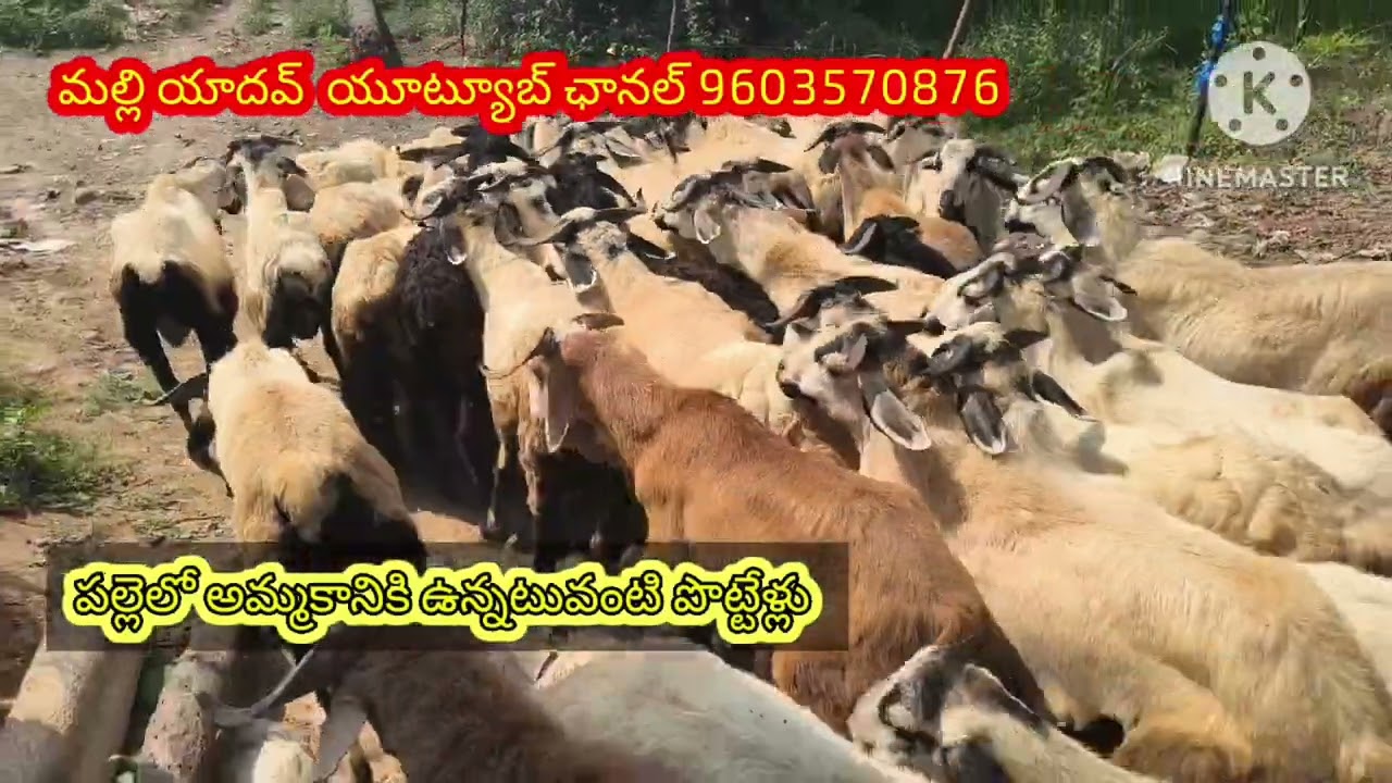 పల్లెల్లో తక్కువ# ధరలకు ఉన్నటువంటి పొట్టేలు#  గూడూరు #gootmarkt 