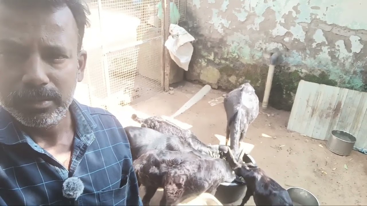 சைலெஜ்  ஒரு நல்ல தீவனம்/ ஆடுகளுக்கு நல்ல தீவனமாக பயன்படுத்தலாம்#