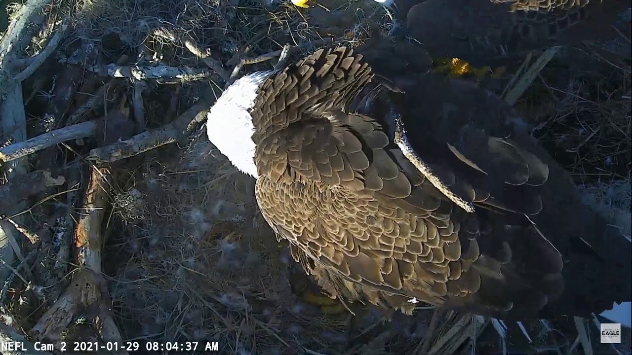 01-29-21 NEFL eagles; daily nest activity recap with Samson and Gabby, and another eagle?